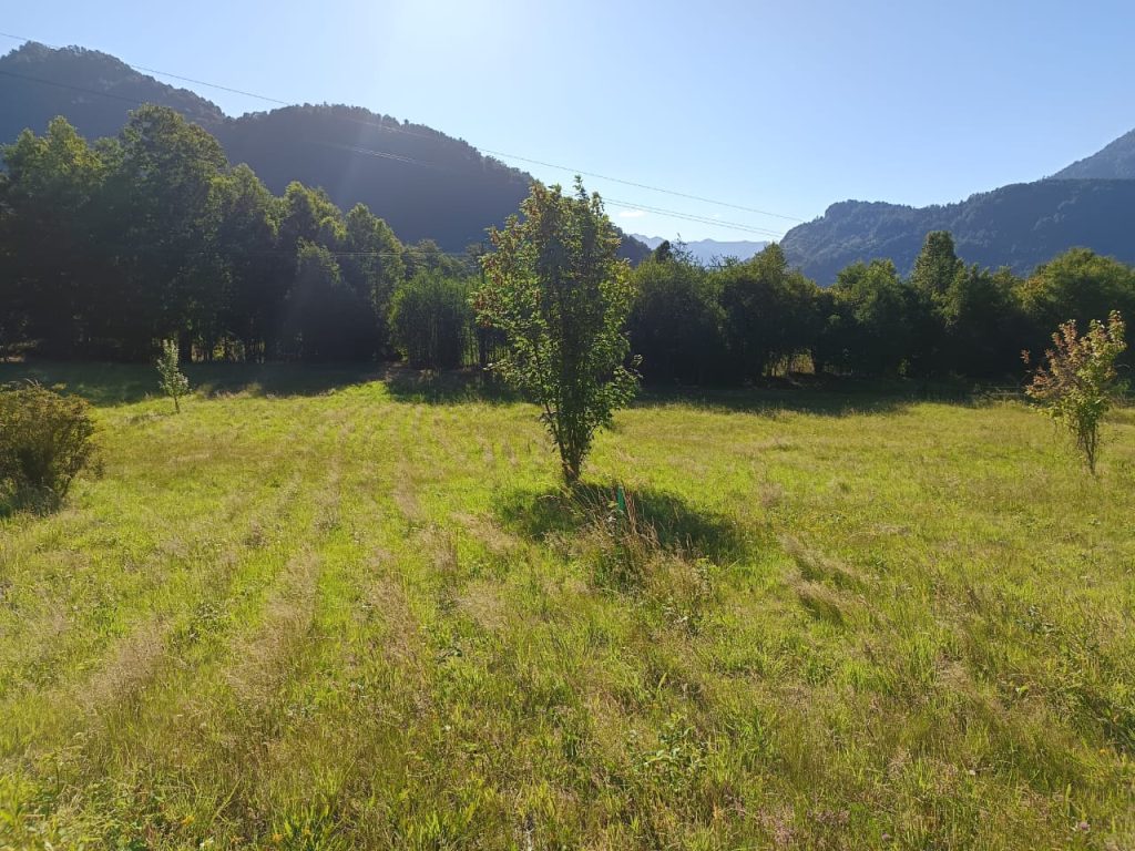 Fotografía de 🌿 Venta de Parcelas en Neltume – Reserva Huilo Huilo 🌿