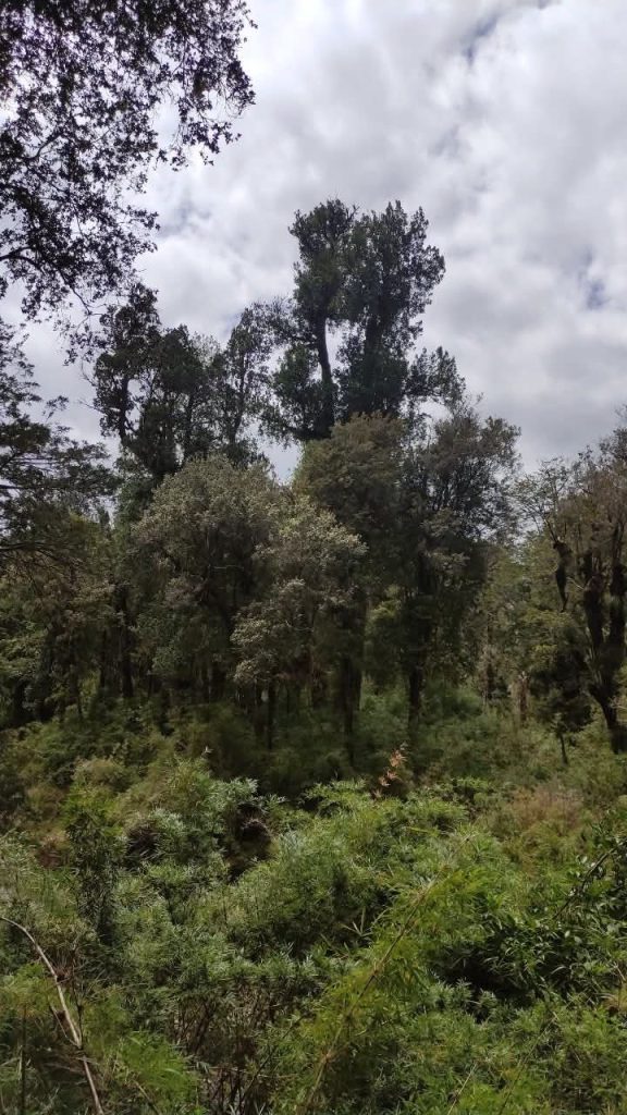 Fotografía de Parcelas en Chiloé – Sector aguas buenas