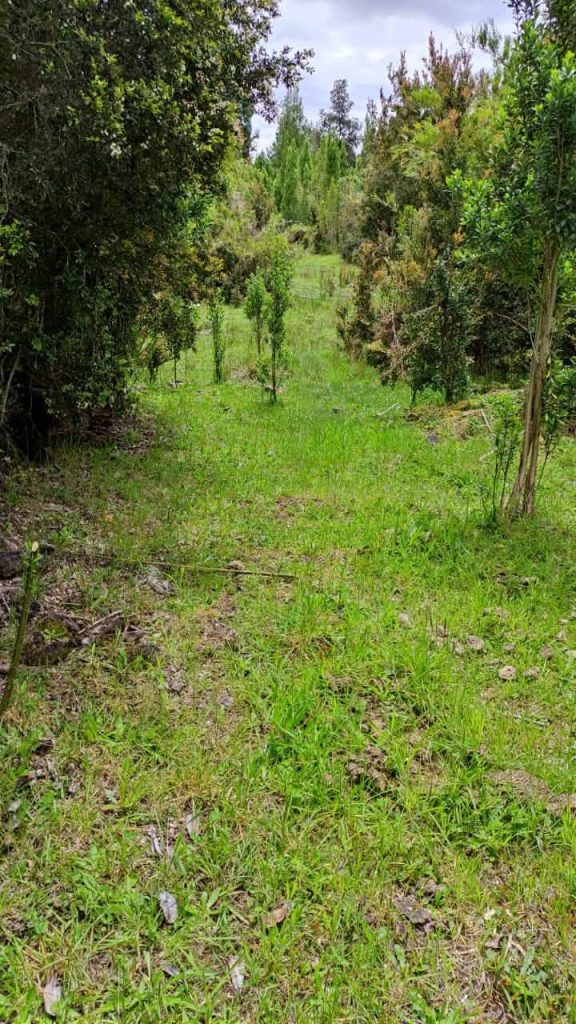 Fotografía de Parcelas en Chiloé – Sector aguas buenas