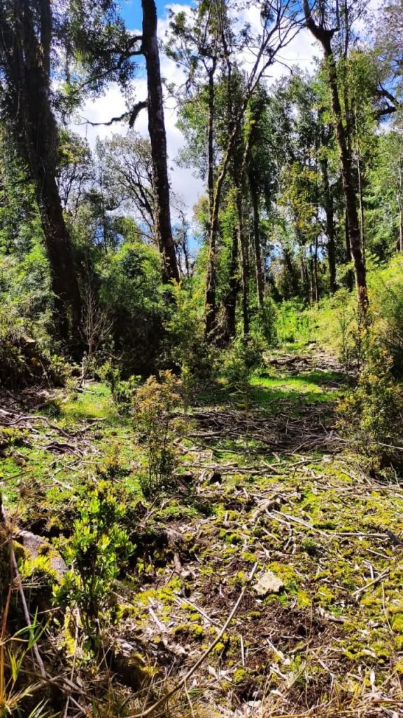 Fotografía de Parcelas en Chiloé – Sector aguas buenas