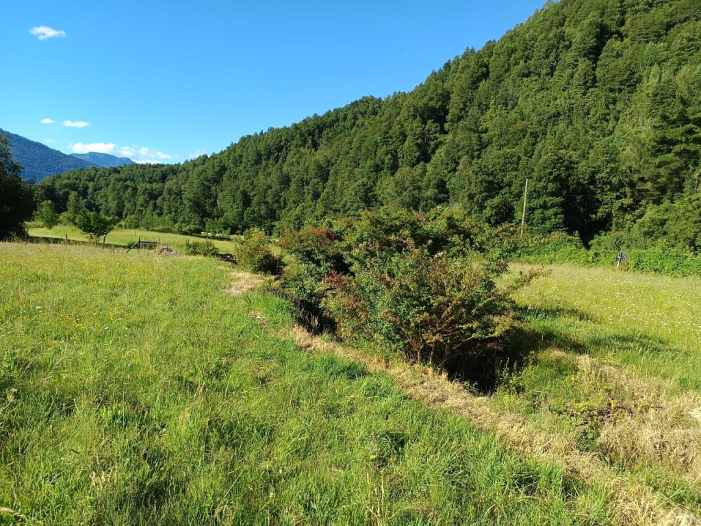 Fotografía de 🌿 Venta de Parcelas en Neltume – Reserva Huilo Huilo 🌿